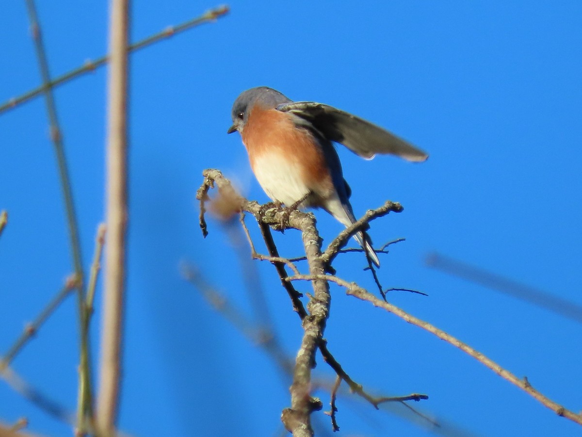 Eastern Bluebird - ML645099789