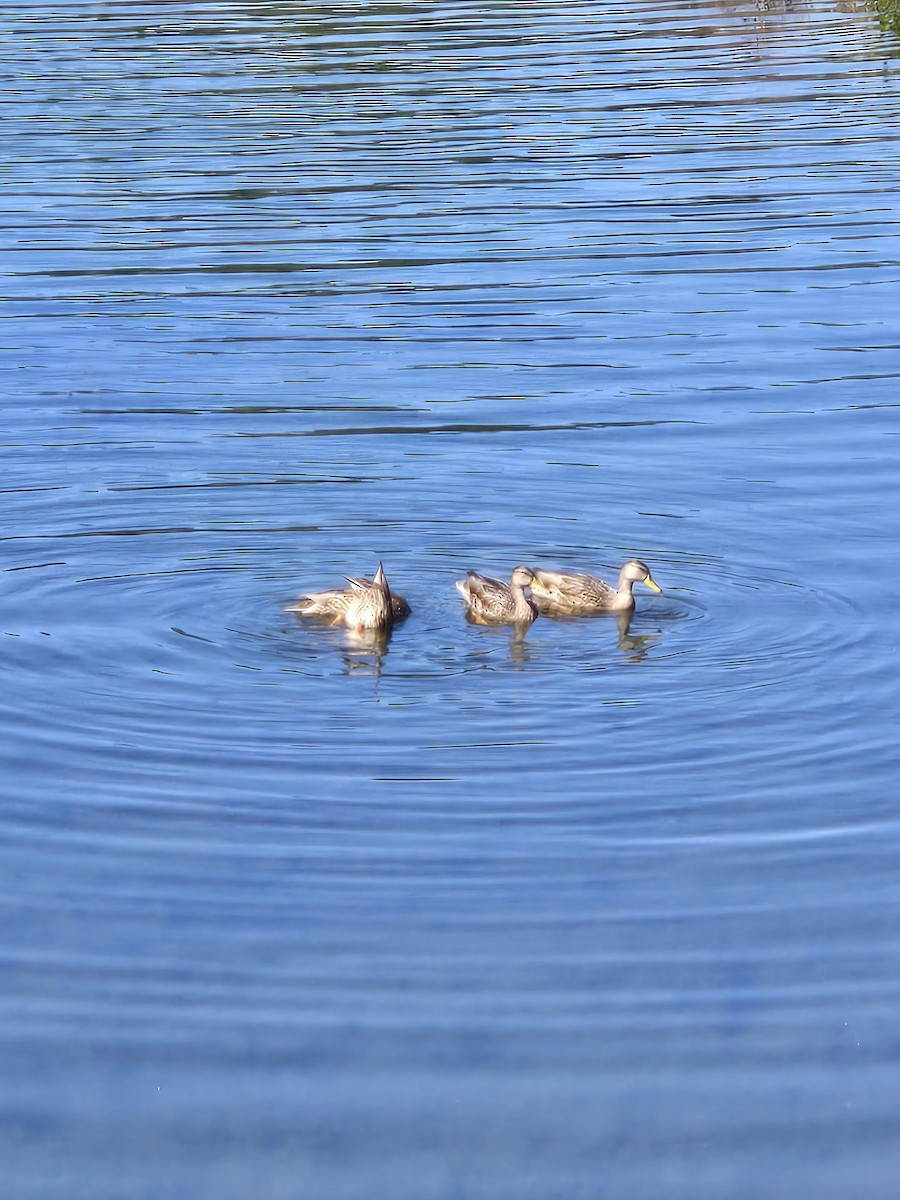 Mallard - ML645099791