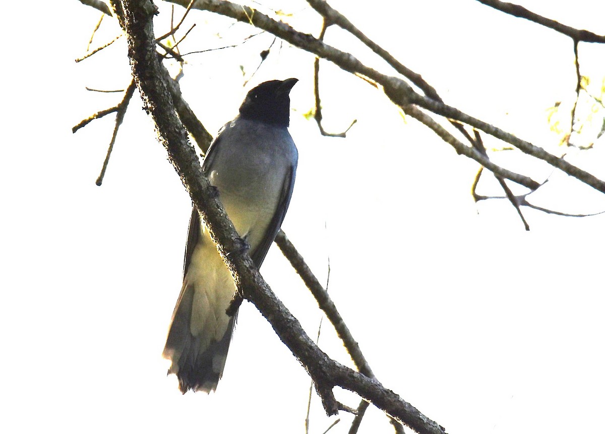 Black-faced Cuckooshrike - ML645099795