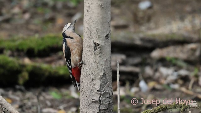 strakapoud velký - ML645099821