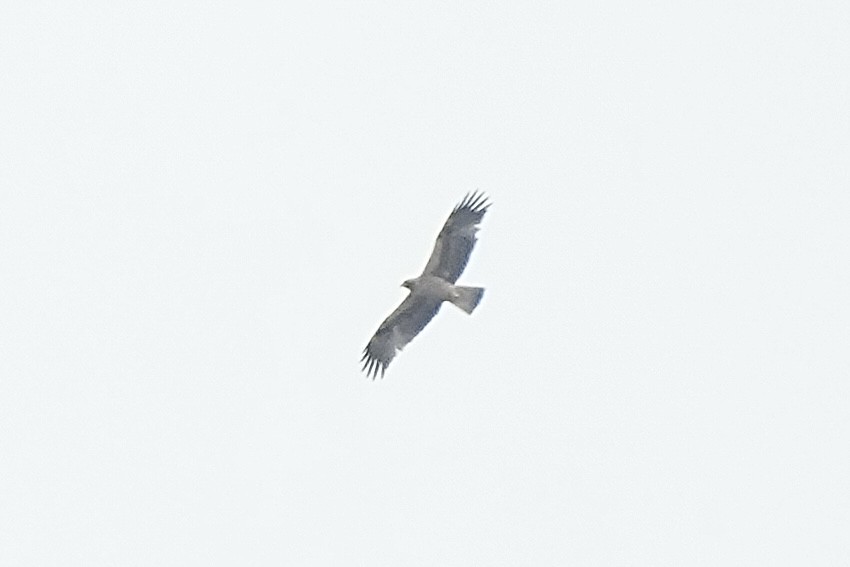 Booted Eagle - ML645099823