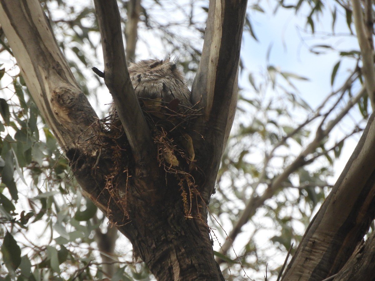 Tawny Frogmouth - ML645099836
