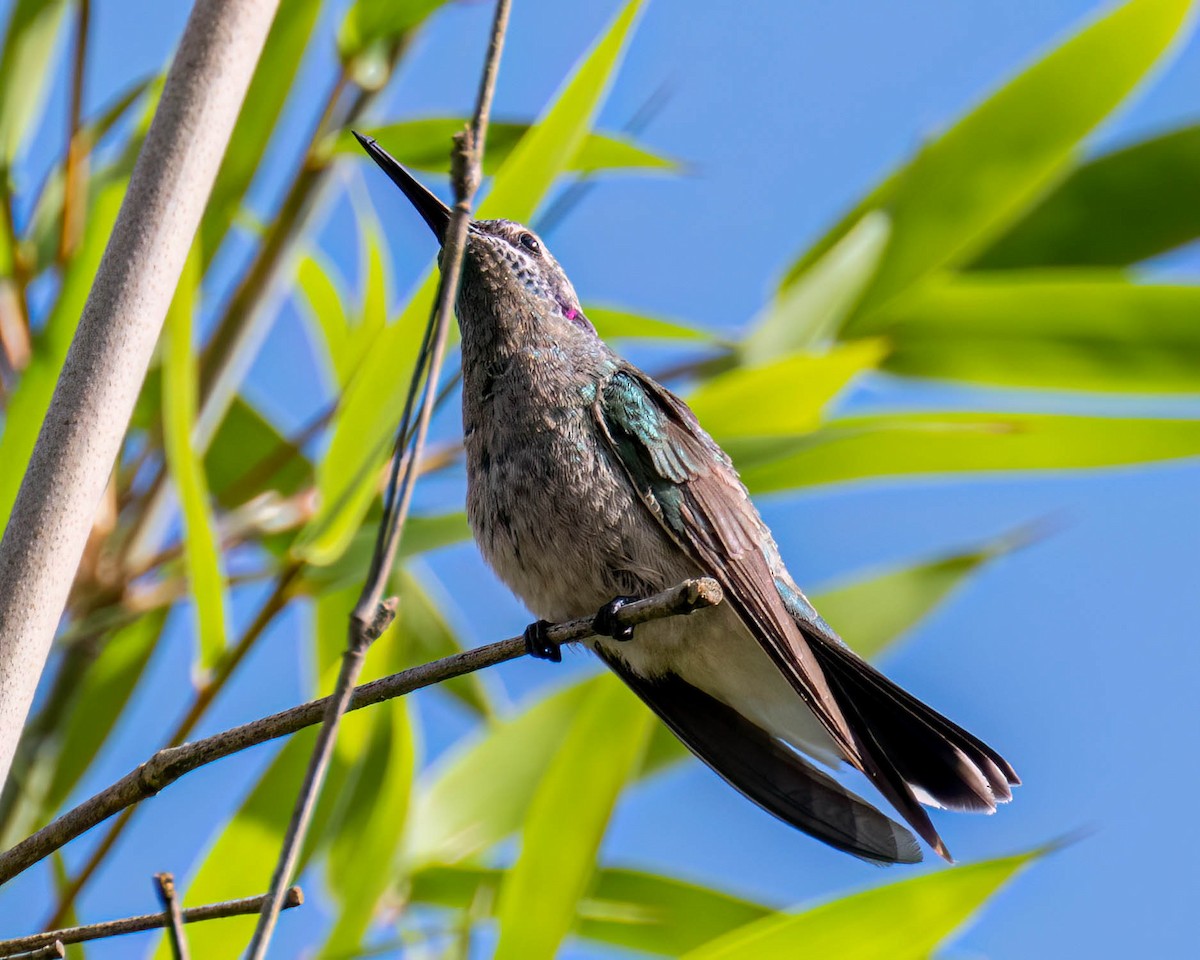 White-vented Violetear - ML645099837