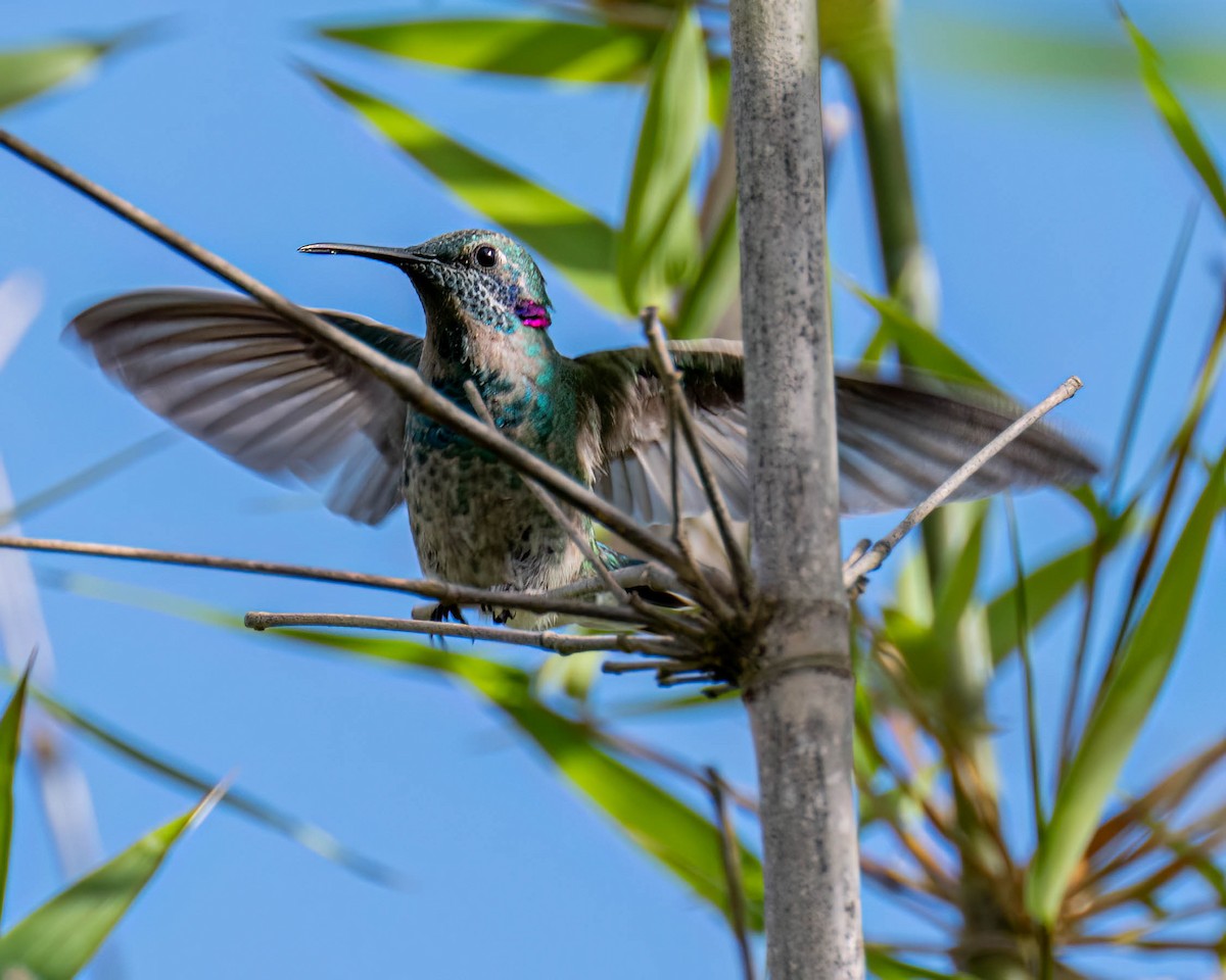 White-vented Violetear - ML645099838