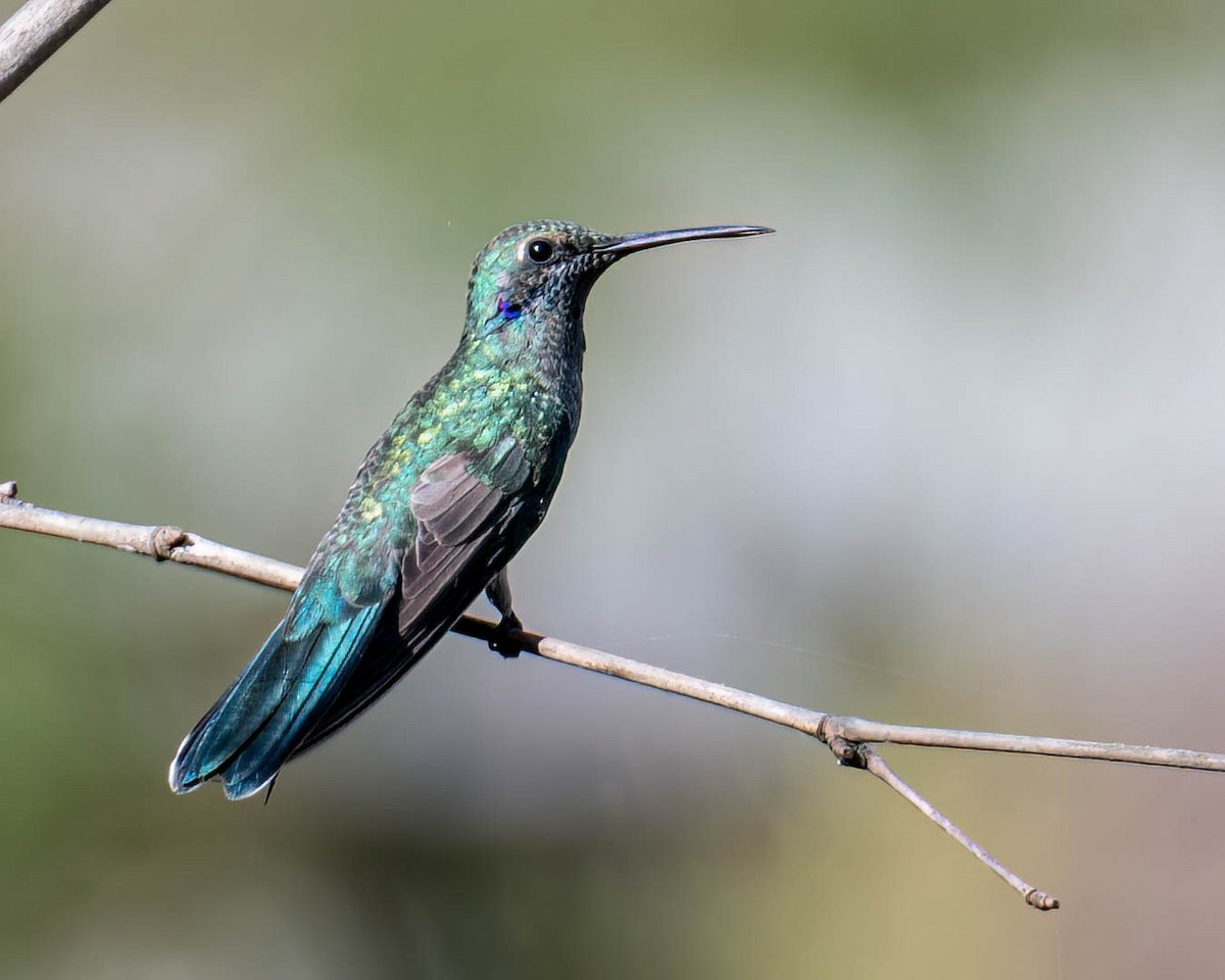 White-vented Violetear - ML645099840