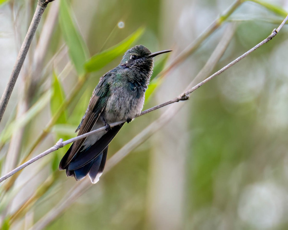 White-vented Violetear - ML645099858