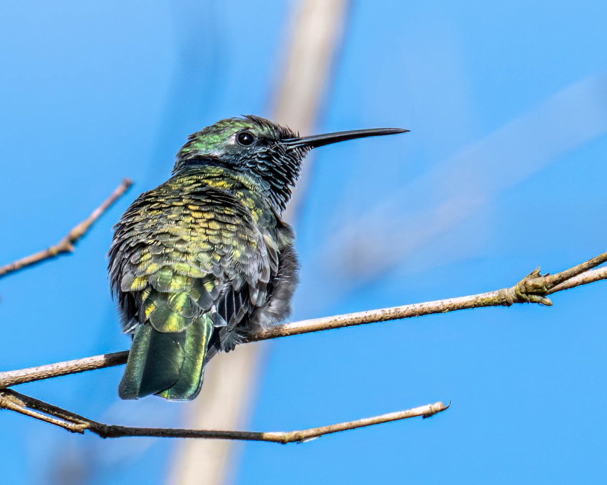White-vented Violetear - ML645099859