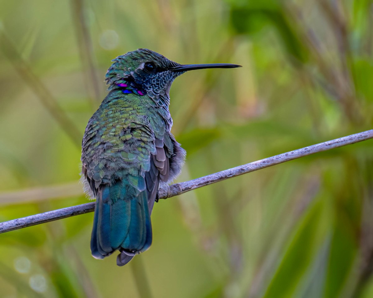 White-vented Violetear - ML645099868