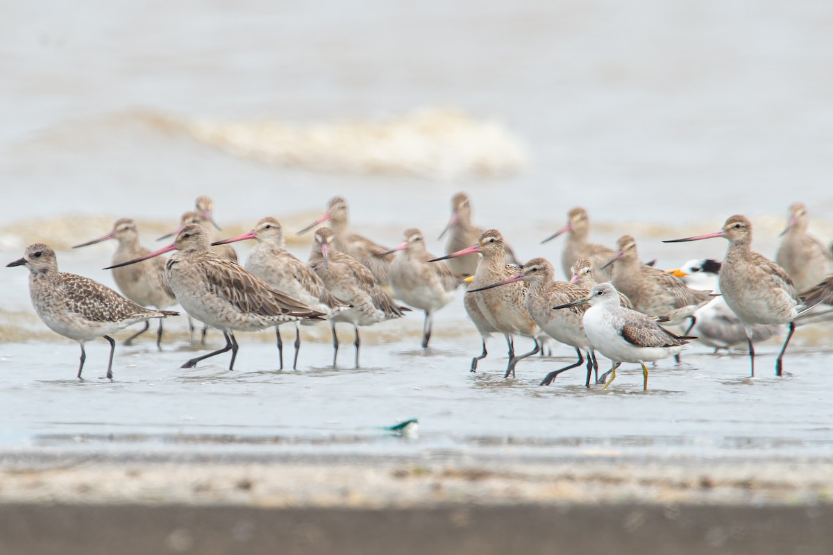 Nordmann's Greenshank - ML645099872
