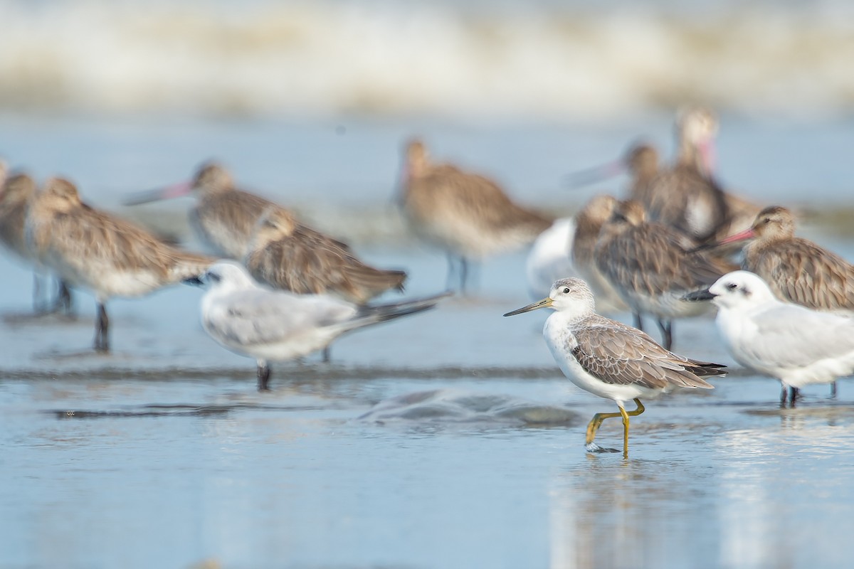 Nordmann's Greenshank - ML645099873