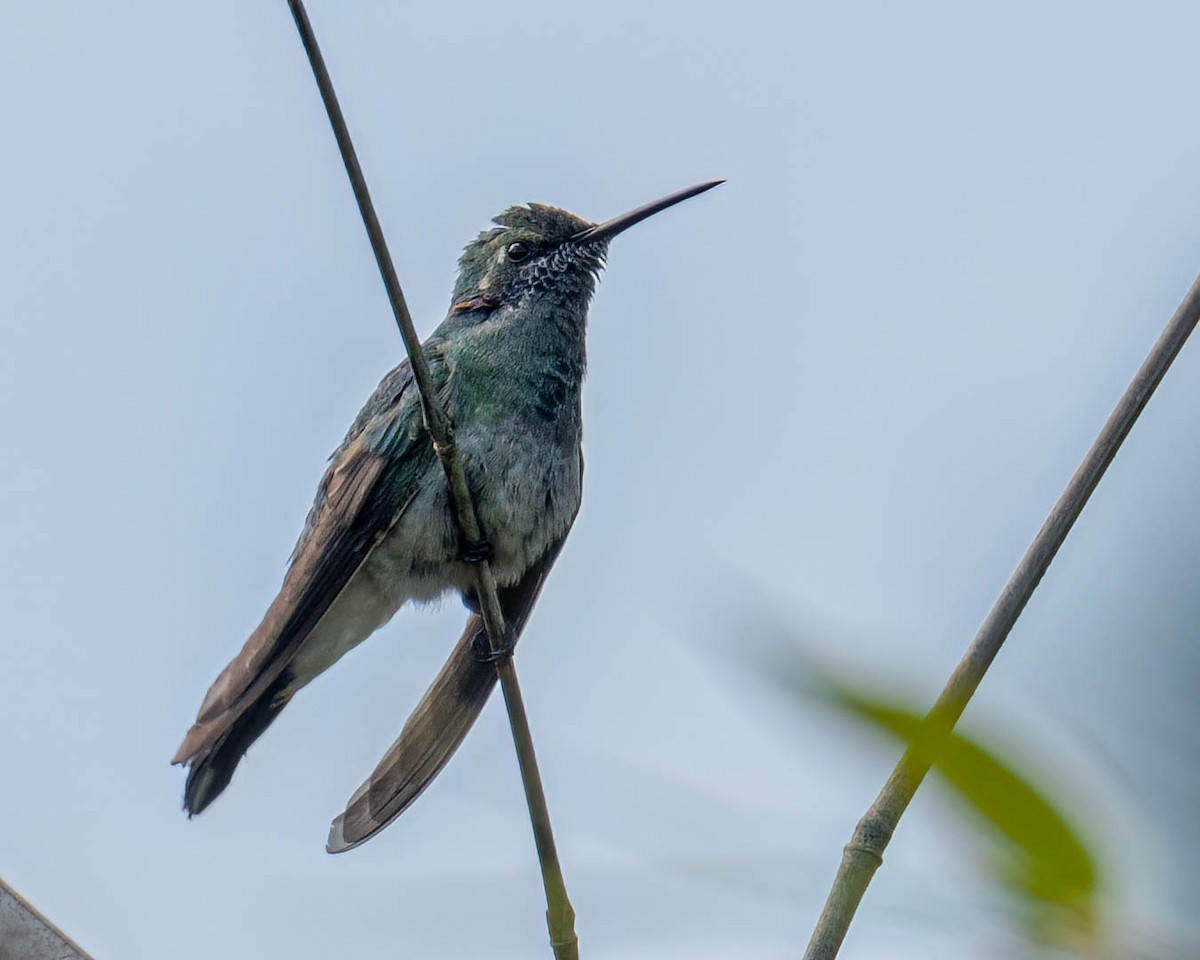 White-vented Violetear - ML645099882