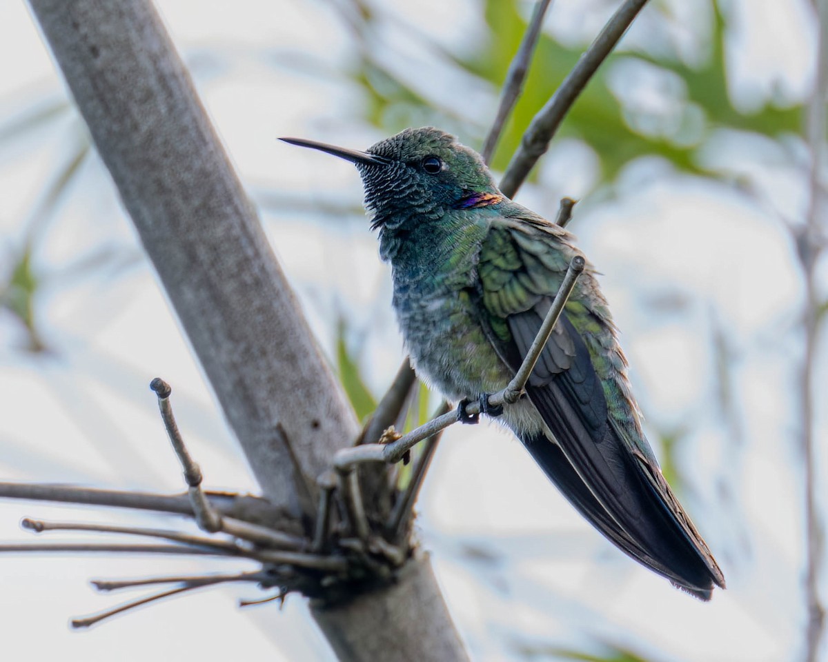 White-vented Violetear - ML645099885