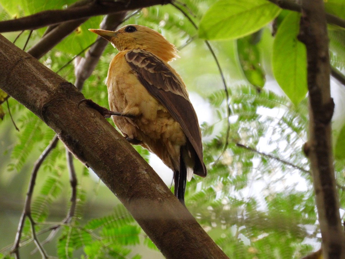 Cream-colored Woodpecker - ML645099894