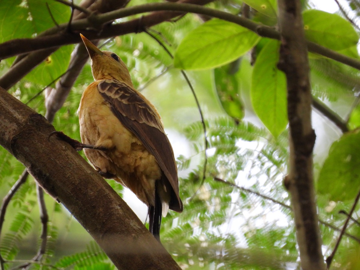 Cream-colored Woodpecker - ML645099895