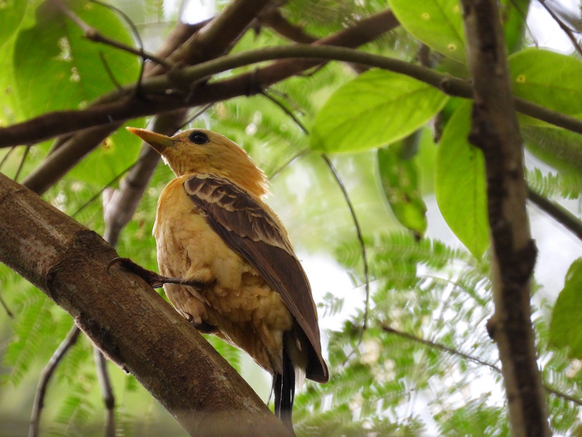 Cream-colored Woodpecker - ML645099896