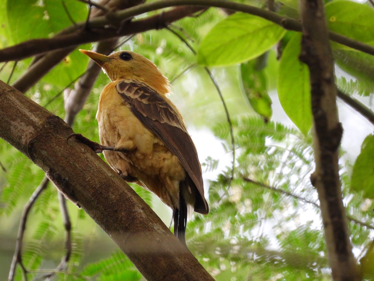 Cream-colored Woodpecker - ML645099897