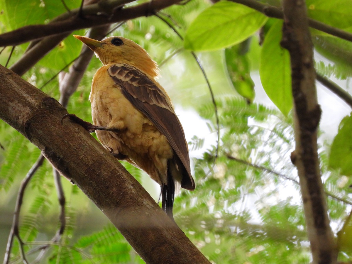 Cream-colored Woodpecker - ML645099898