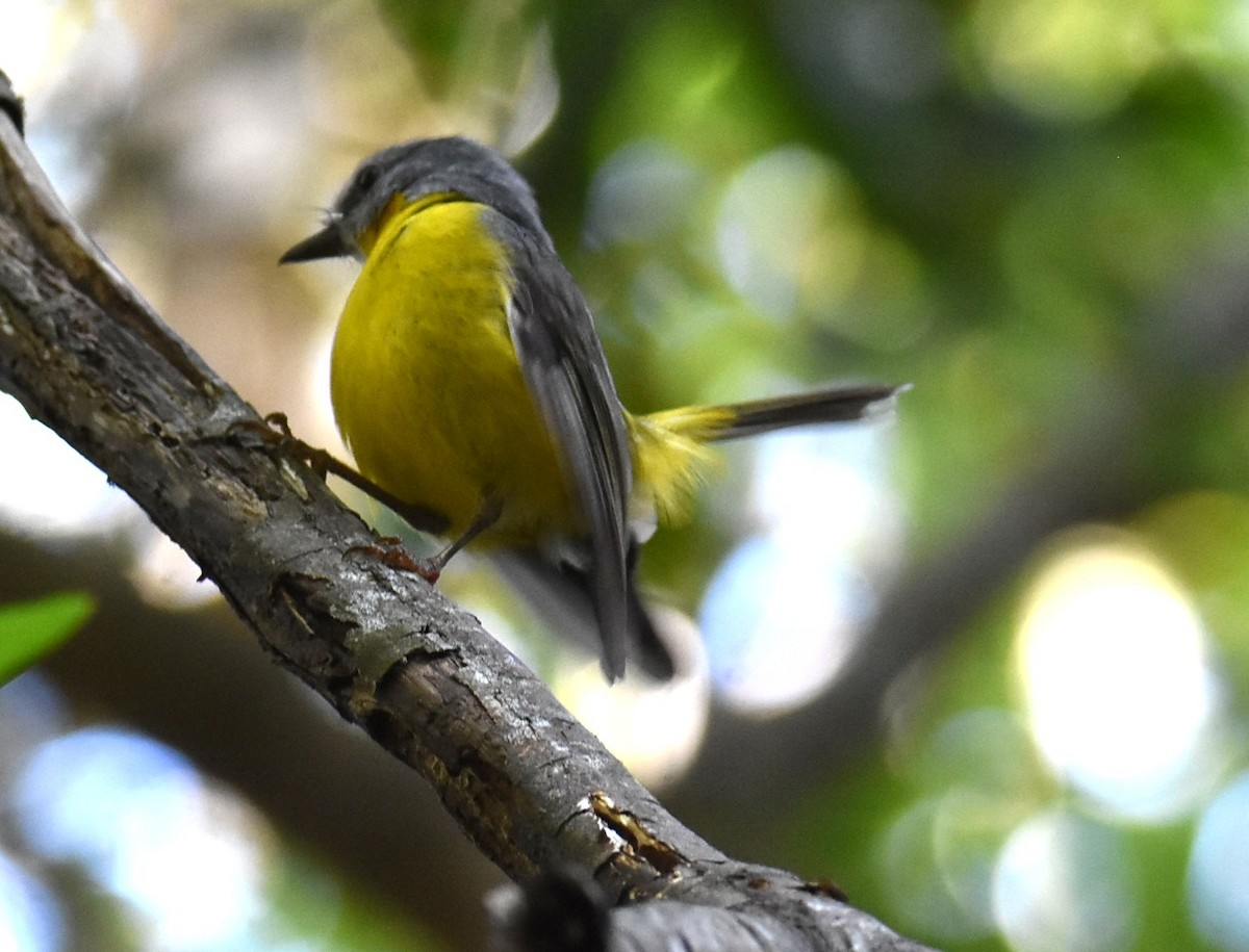 Eastern Yellow Robin - ML645099918