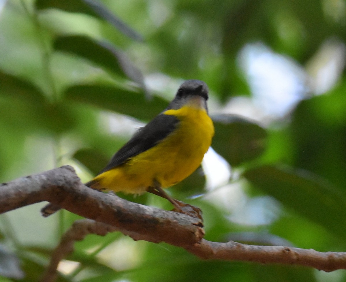 Eastern Yellow Robin - ML645099919