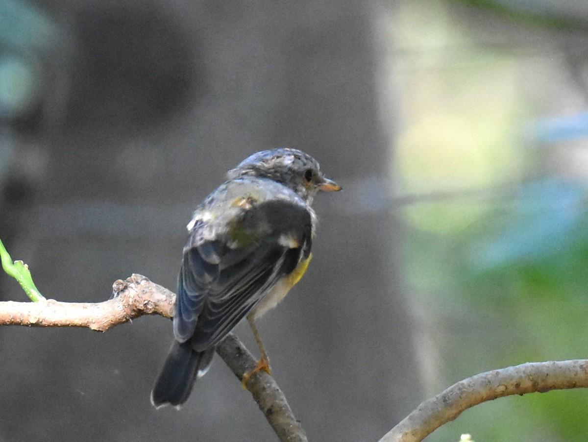 Eastern Yellow Robin - ML645099920