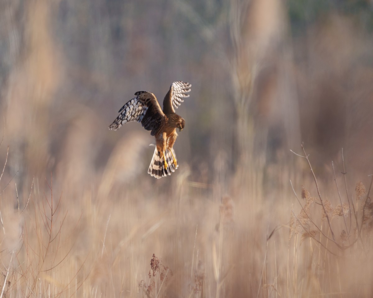 moták severoamerický - ML645099925