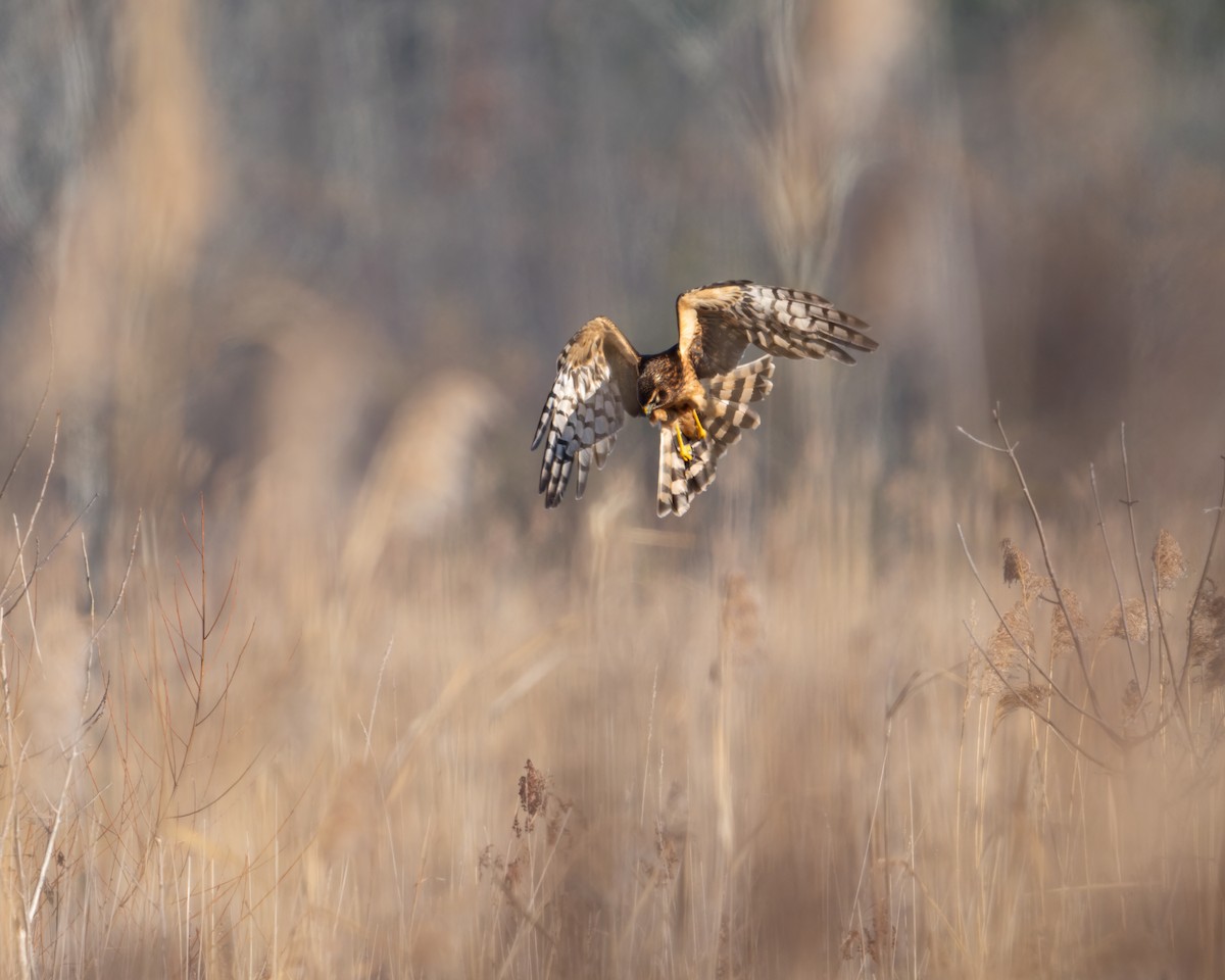 moták severoamerický - ML645099926