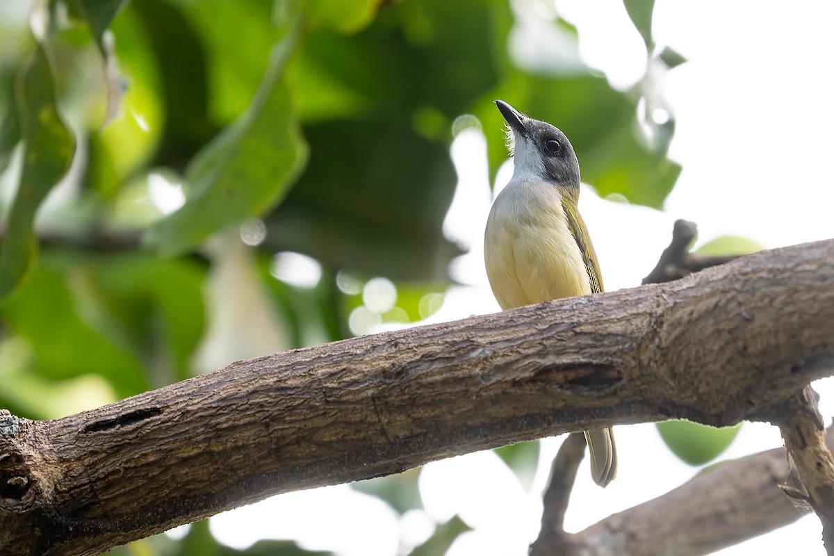 Selayar Whistler - ML645099933