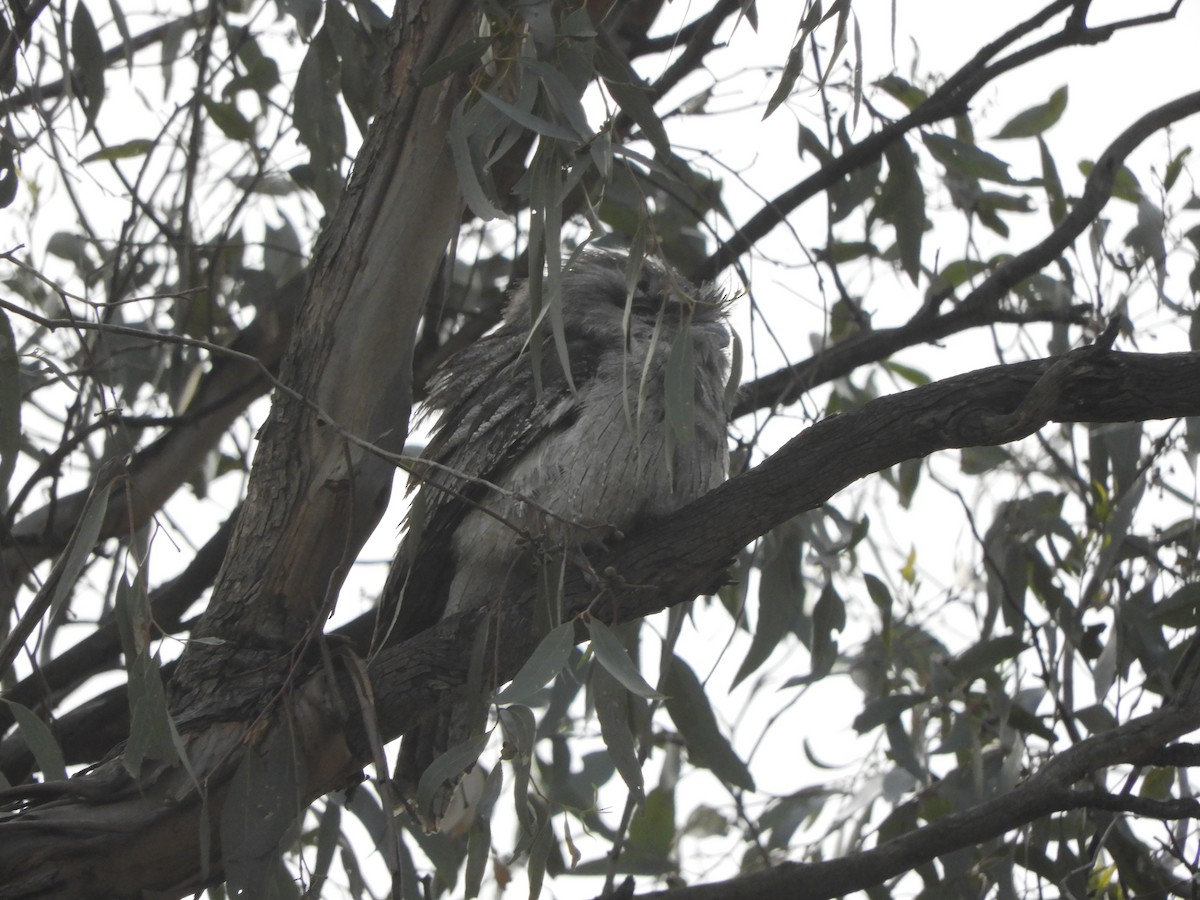Tawny Frogmouth - ML645099935