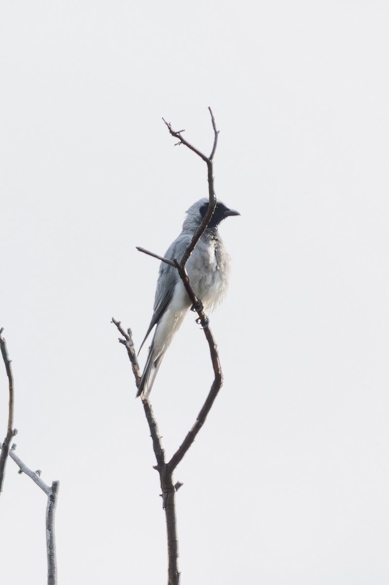 Black-faced Cuckooshrike - ML645099936