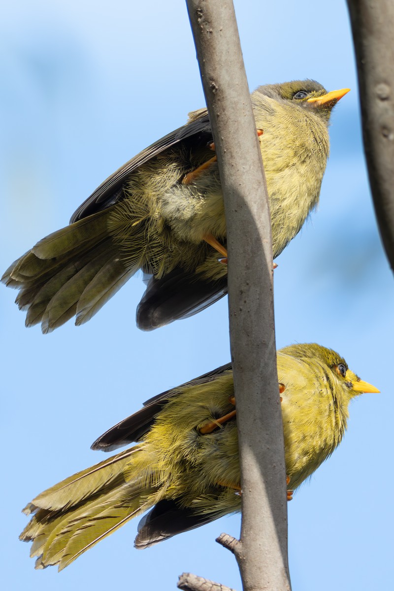 Glockenhonigfresser - ML645099943