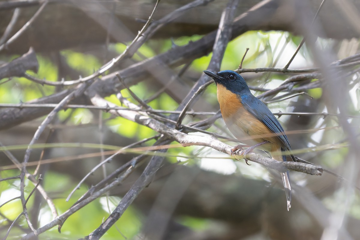 Sulawesi Blue Flycatcher (Sulawesi) - ML645099944
