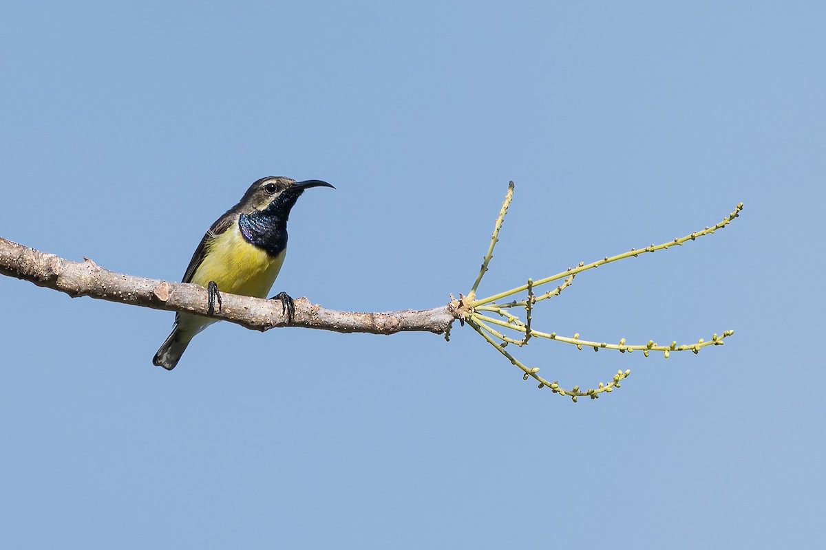 Sahul Sunbird - ML645099952