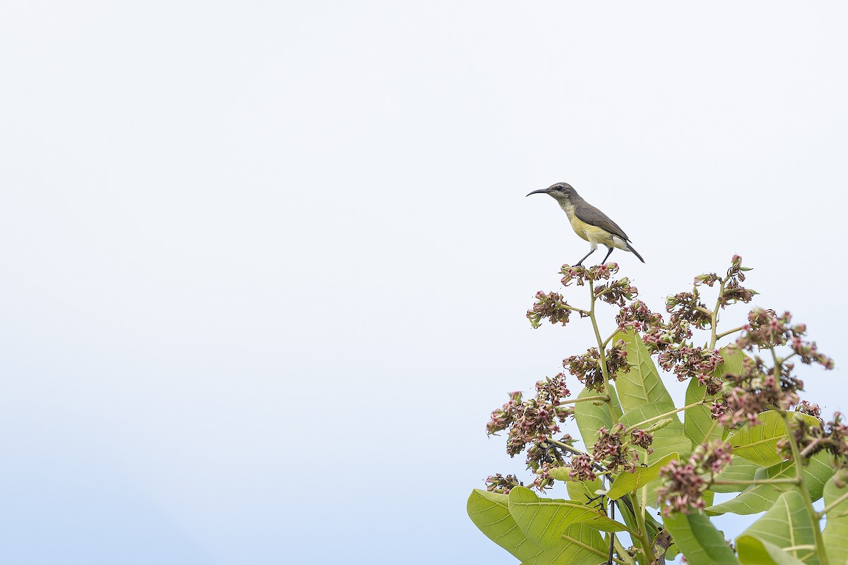 Sahul Sunbird - ML645099953