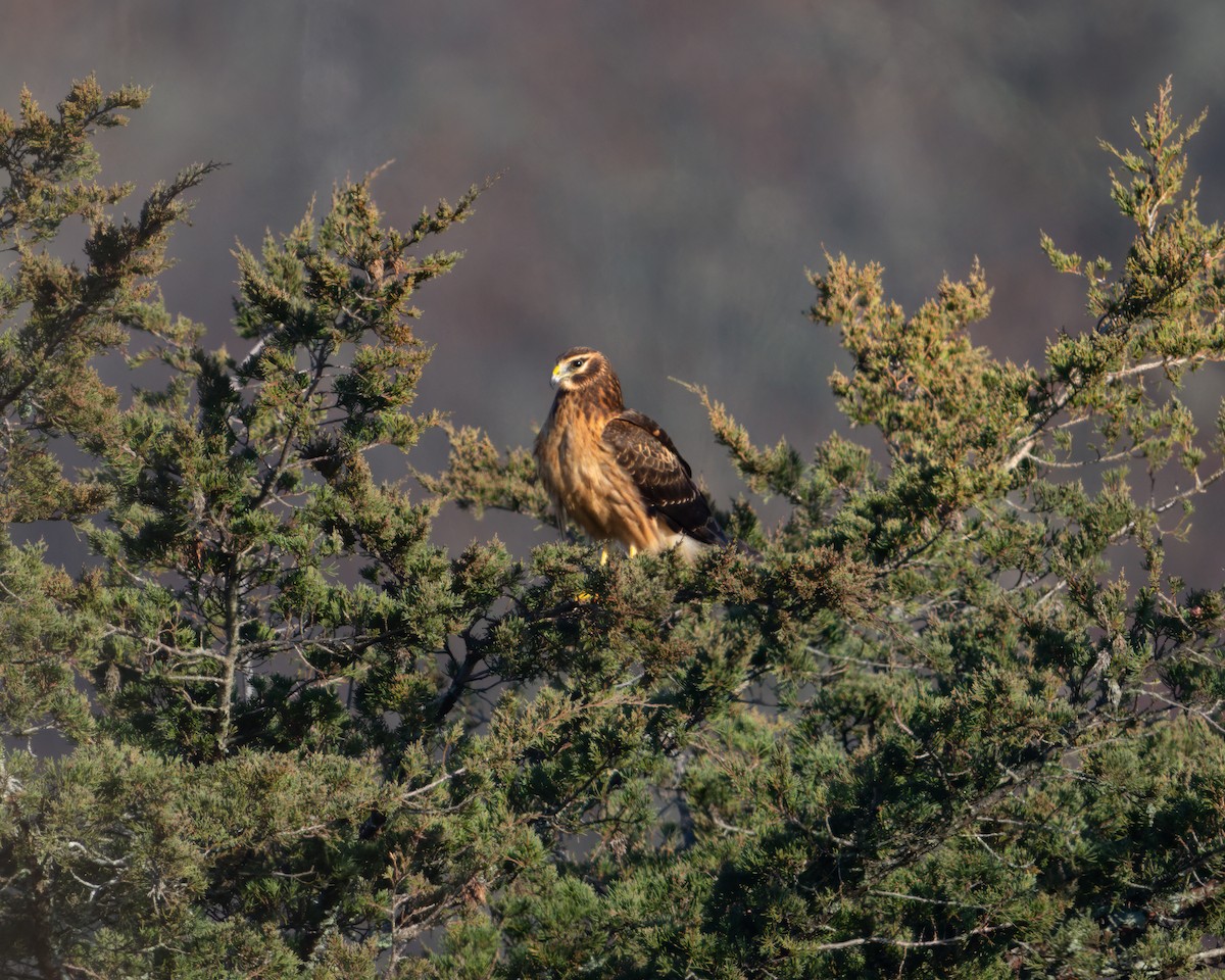 moták severoamerický - ML645099956