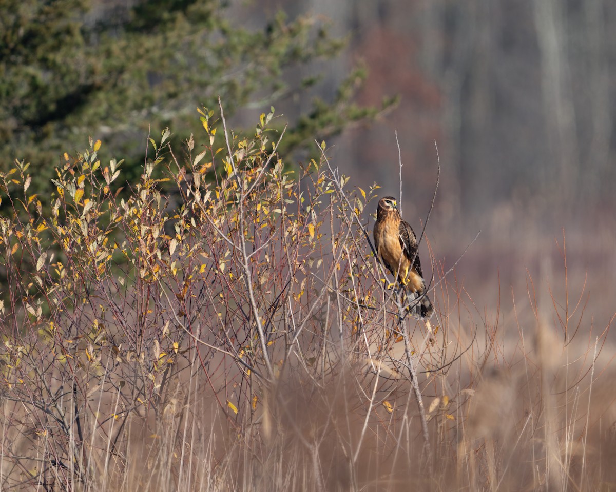 moták severoamerický - ML645099957