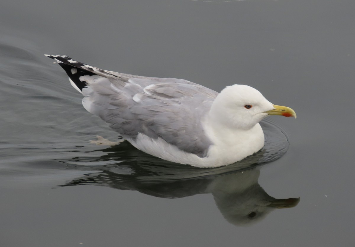 Caspian Gull - ML645099970