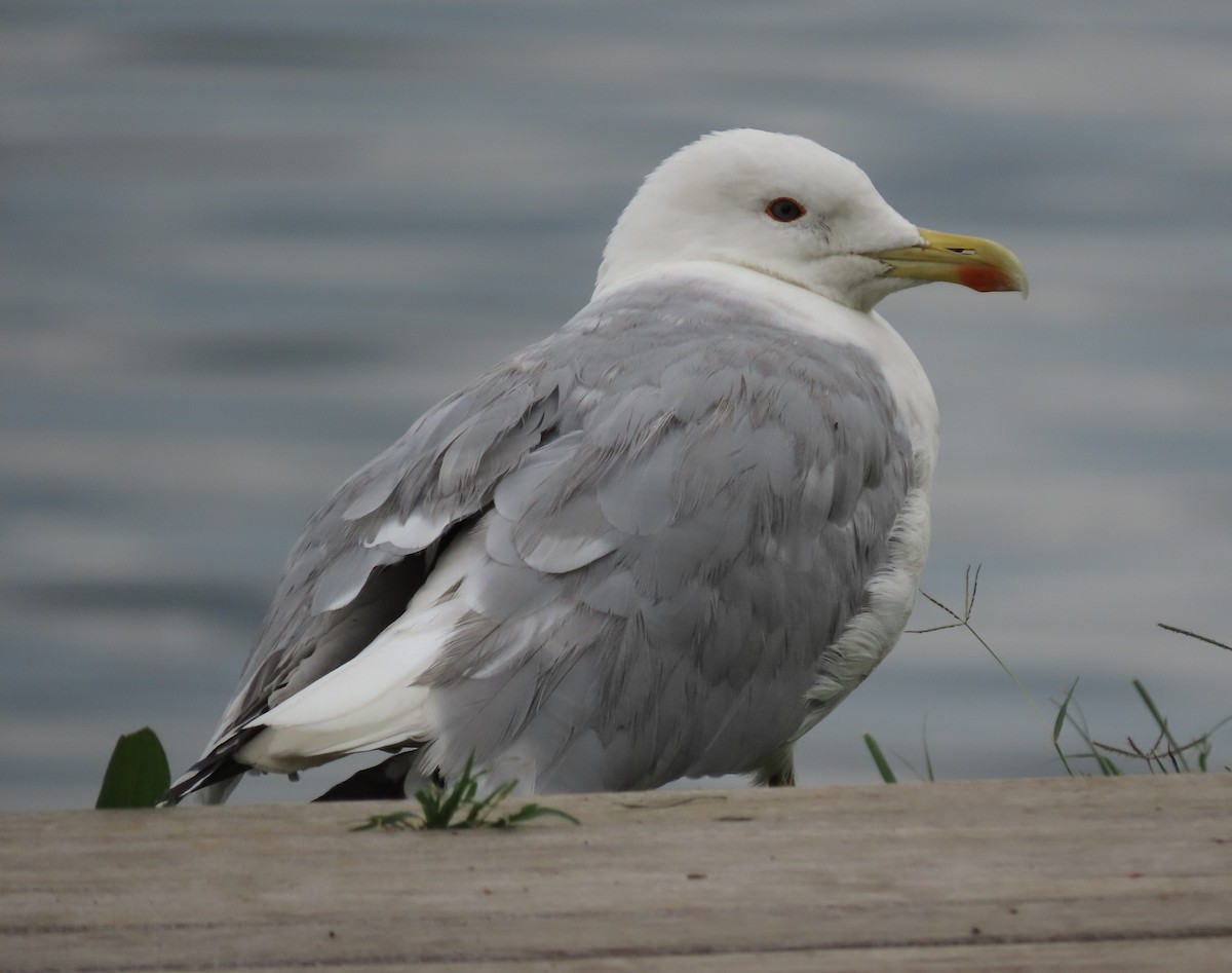 Caspian Gull - ML645099971