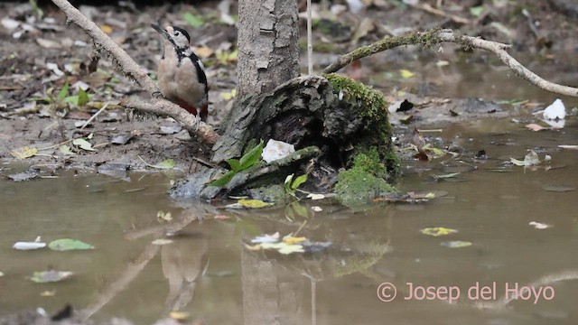 strakapoud velký - ML645099975