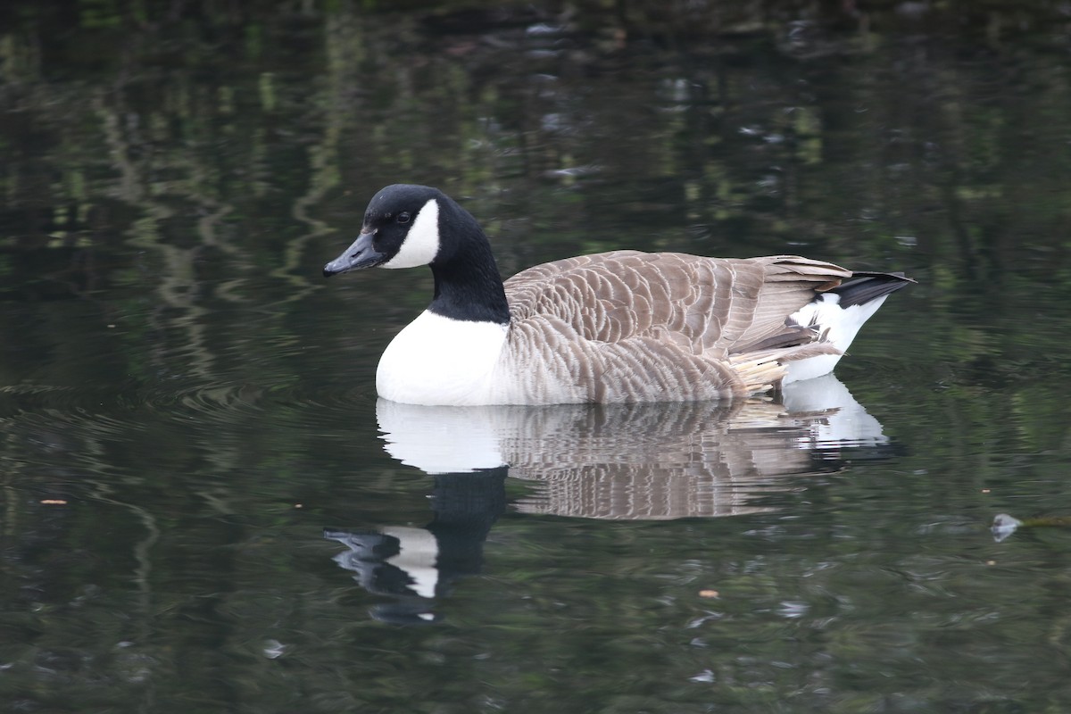 Bernache du Canada - ML645099984