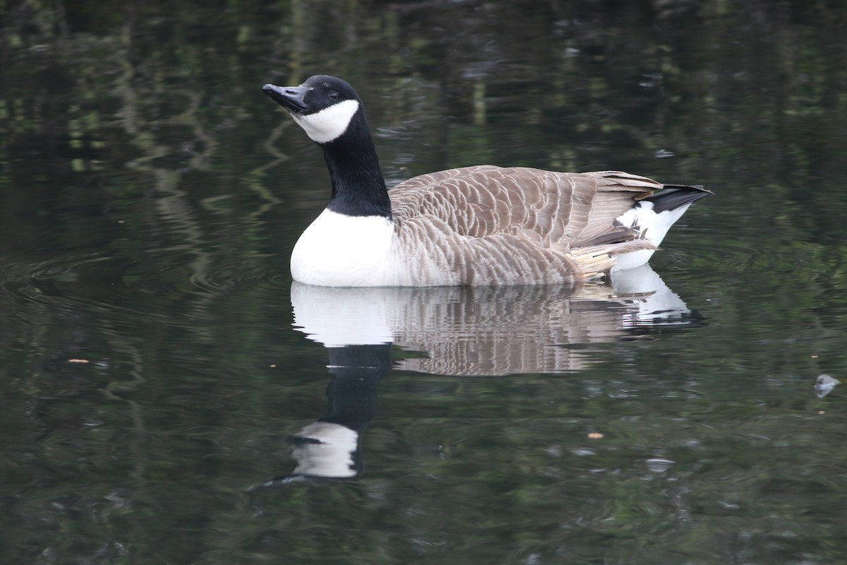 Bernache du Canada - ML645099985