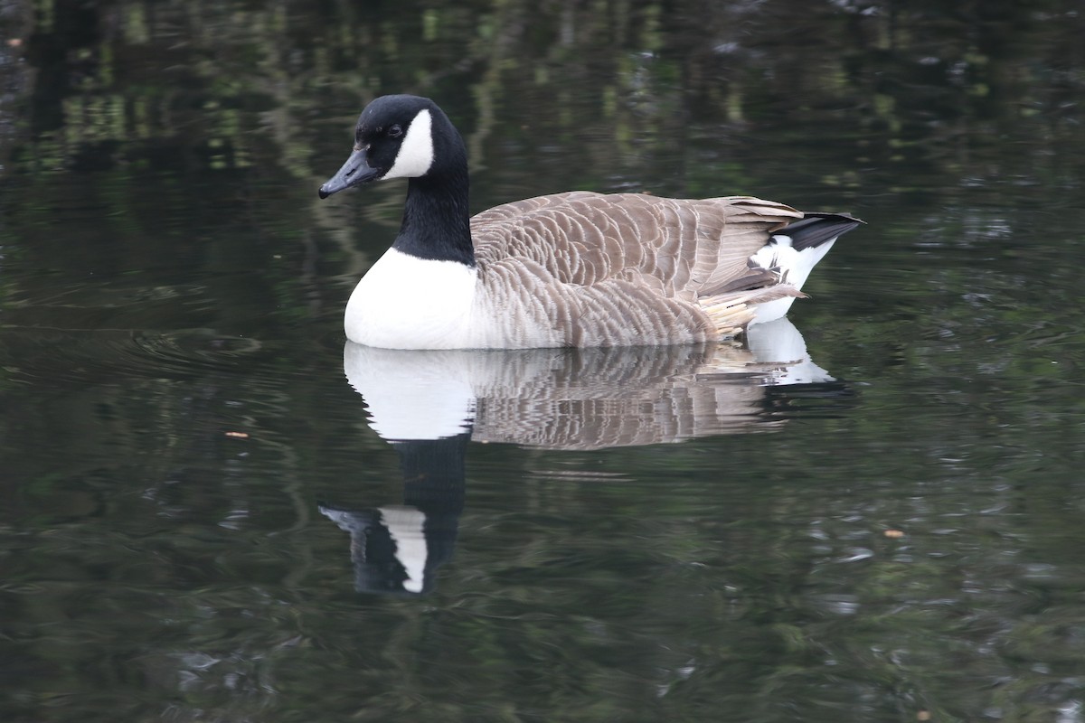 Bernache du Canada - ML645099986