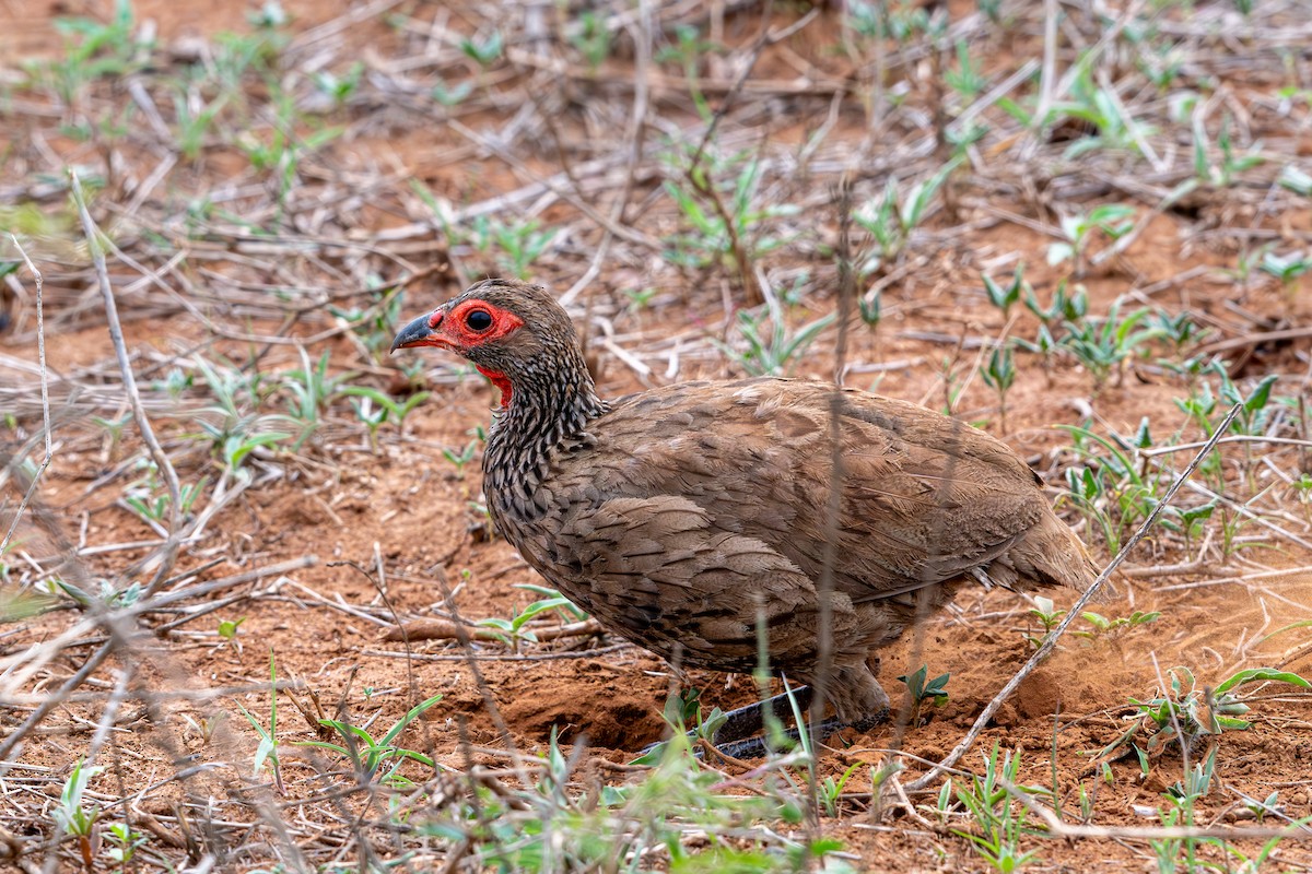 Swainson's Spurfowl - ML645099987