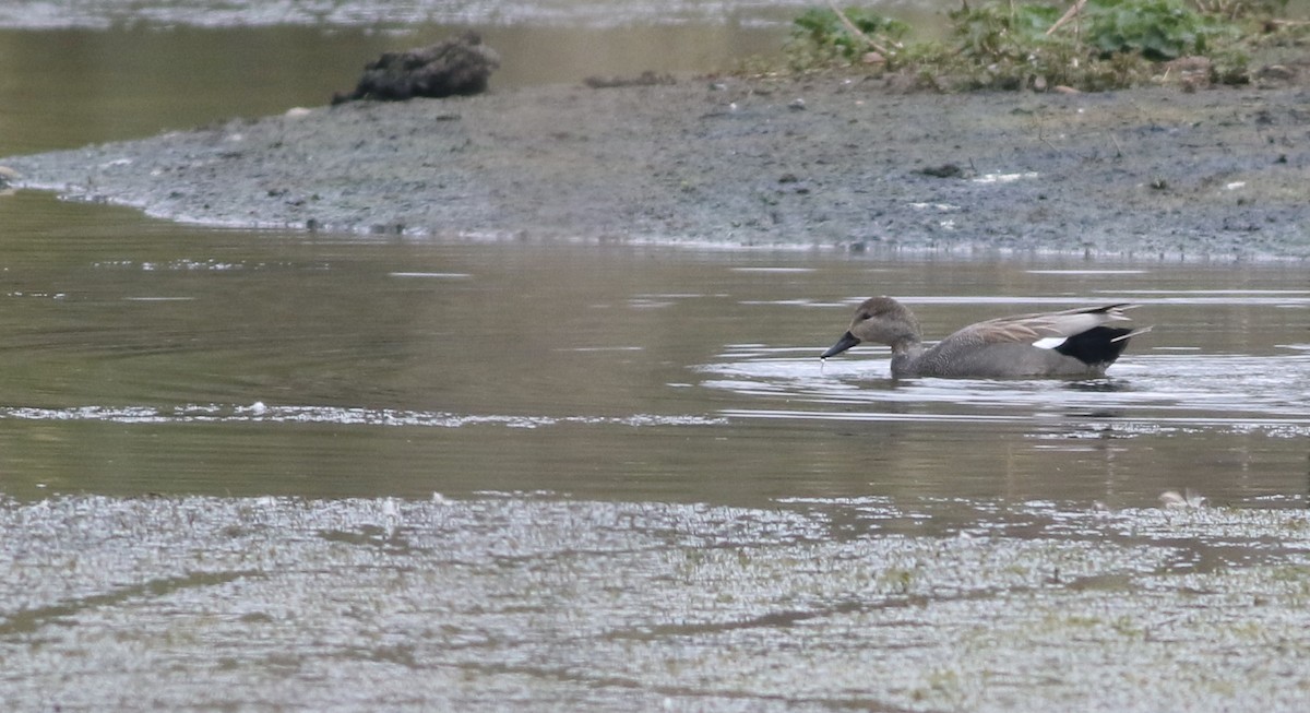 Canard chipeau - ML645099989