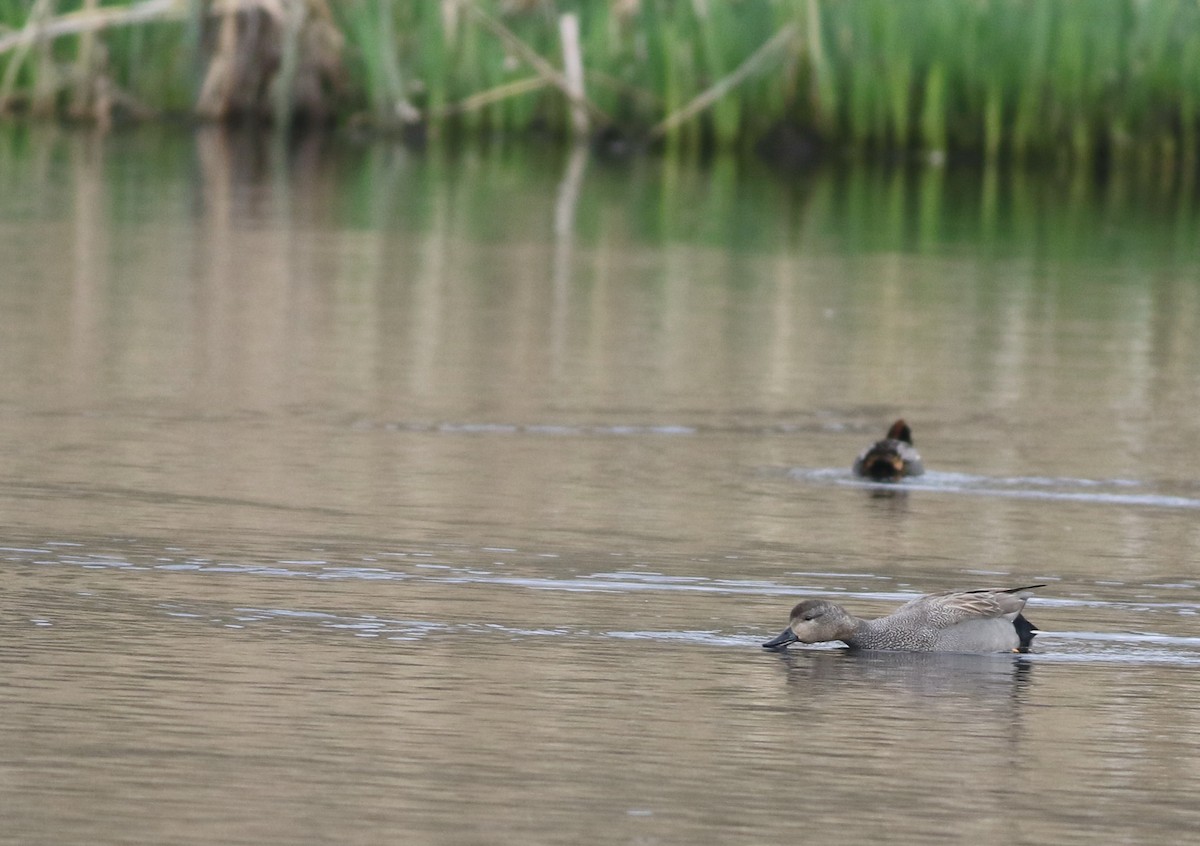 Canard chipeau - ML645099990