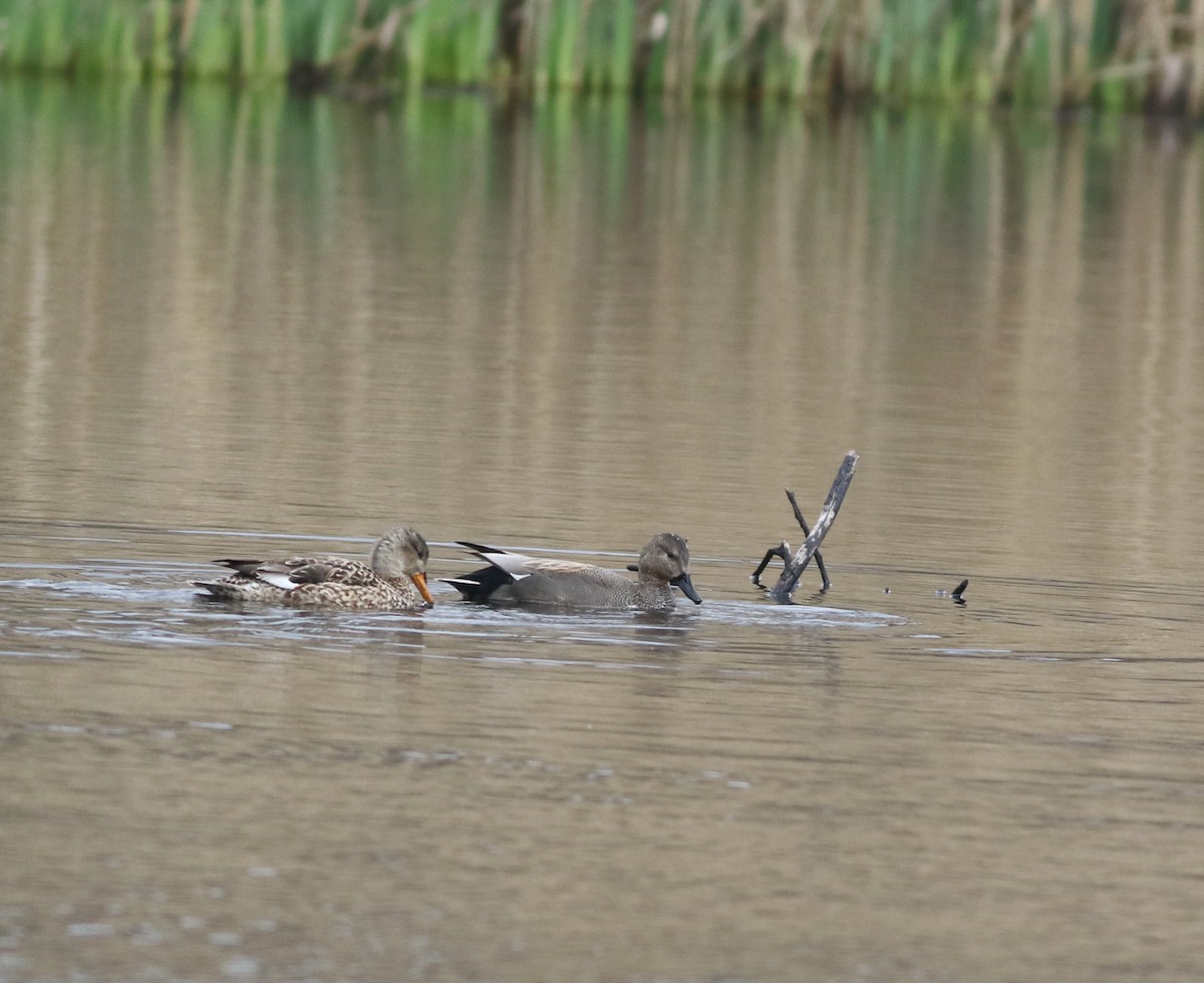 Canard chipeau - ML645099991
