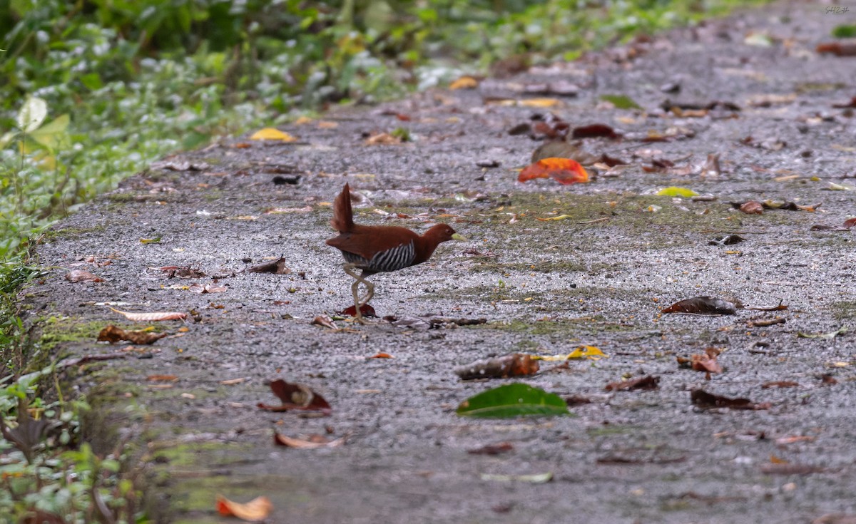 Andaman Crake - ML645099993