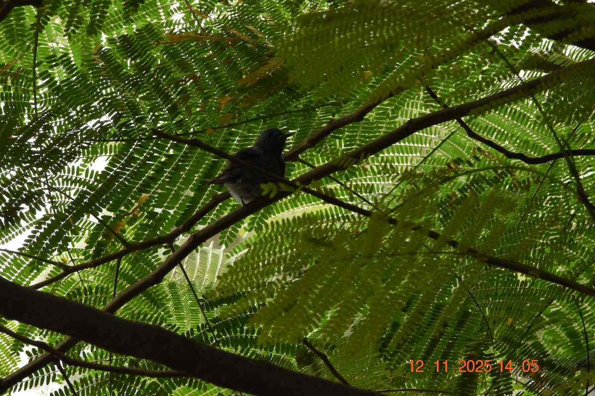 Black-naped Monarch - ML645099999