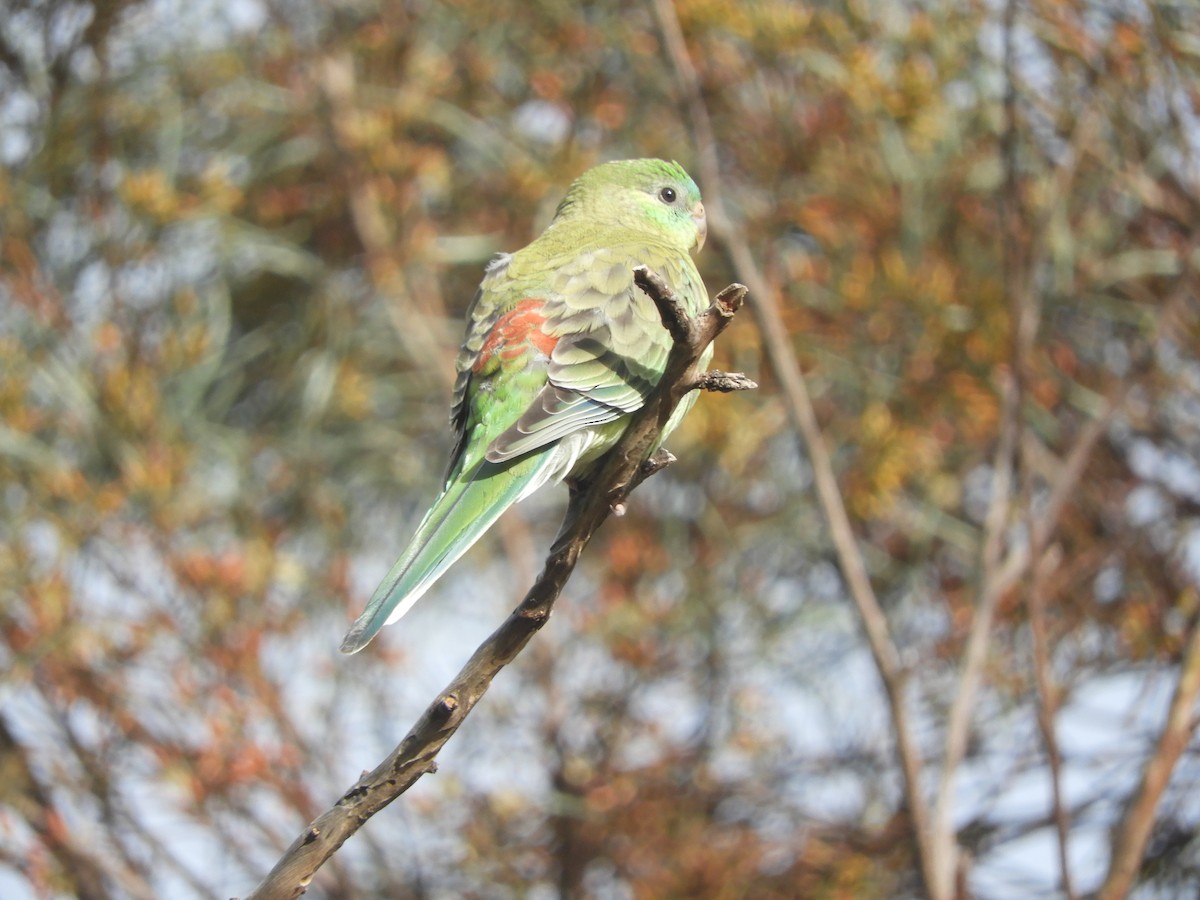 Red-rumped Parrot - ML645100000