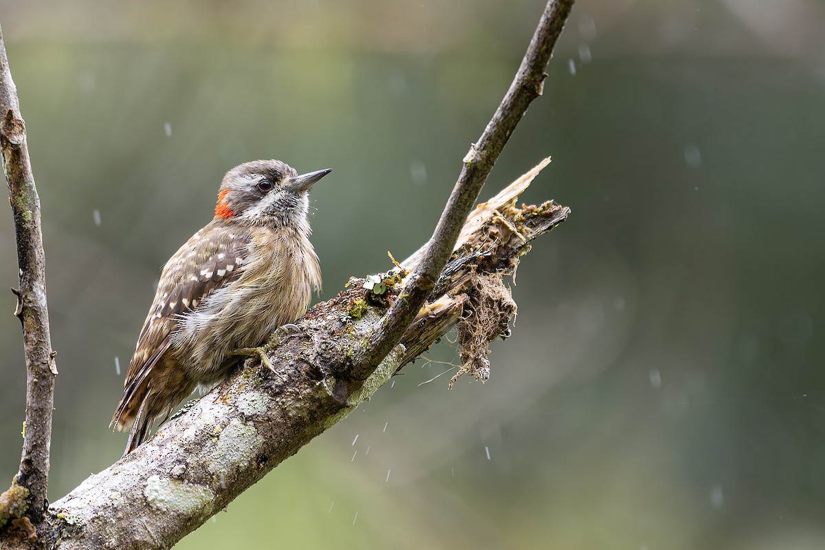 Sulawesi Pygmy Woodpecker - ML645100001