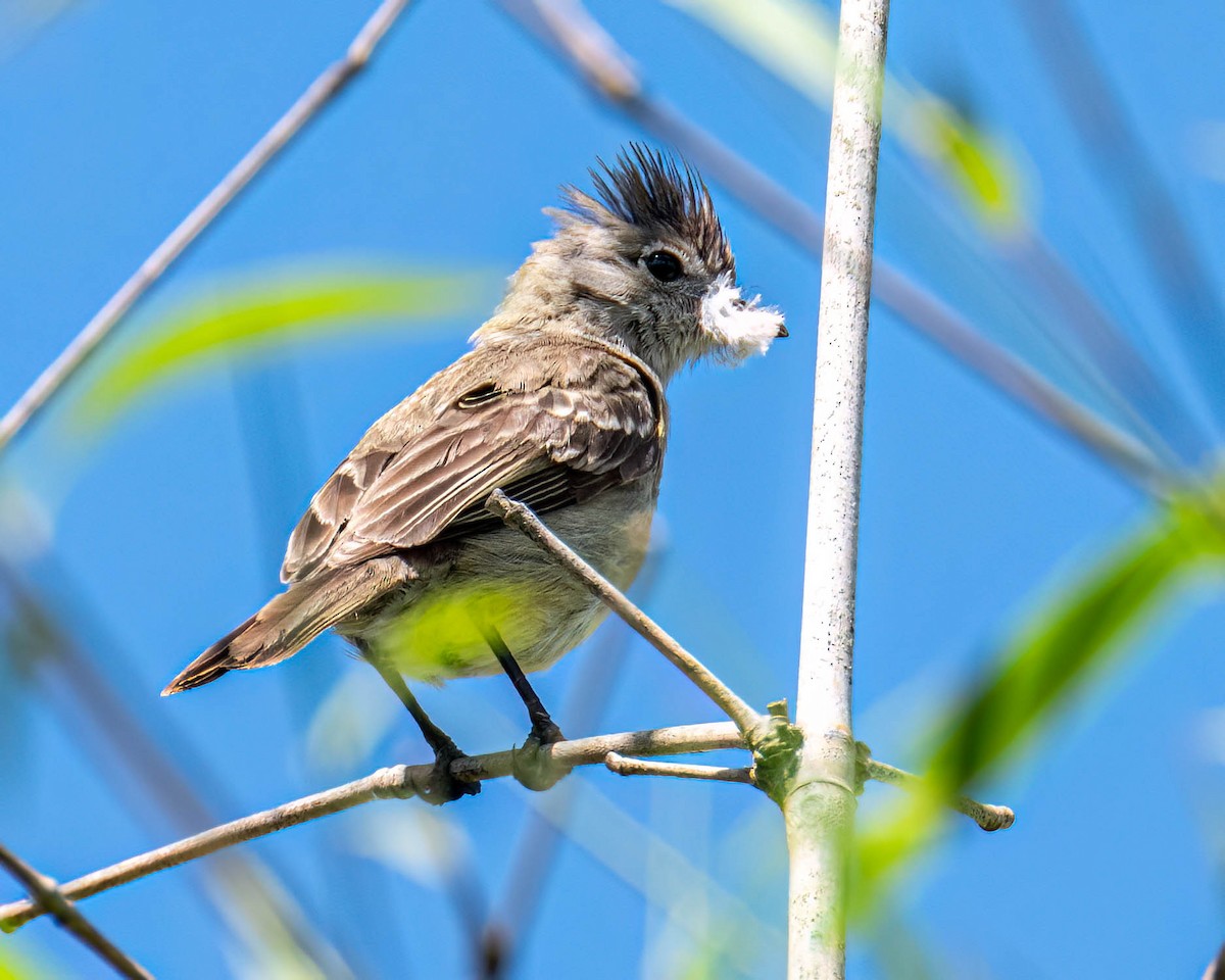Yellow-bellied Elaenia - ML645100002